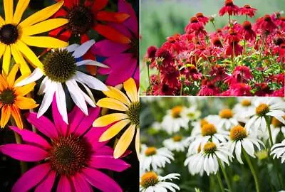 Rudbeckia Echinacea Mixed Colour And Varities 70 Seeds - Beauiful Collection • £3.99