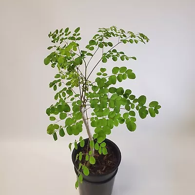 Moringa Live Plant 2-3 Feet Tall Comes In 2+ Gallon Grow Bag Or Container • $104.88