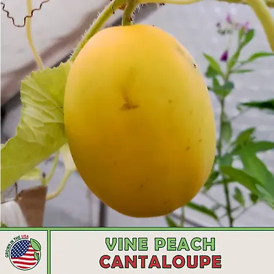 10 Vine Peach (Mango Melon) Cantaloupe Seeds Heirloom Non-GMO Genuine USA • $3.60
