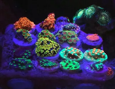 Frag Pack Live Coral 10 Mixed Frags Free Overnight Shipping Sps/lps/soft Coral • $129