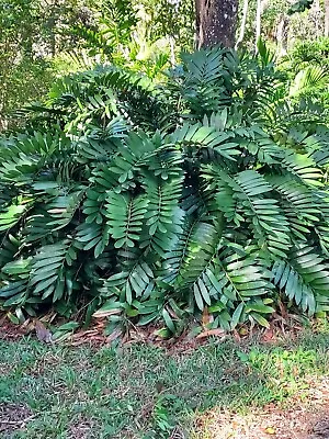 Rare Dinosaur Cardboard Palm  Zamia Furfuracea  40 Seeds Fossil Plant • $9.99