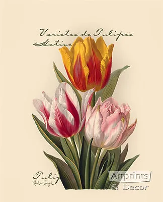 Tulips By Paul De Longpre (Art Print Of Vintage Art) • $12.95