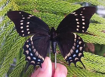 Papilionidae Papilio Warscewiczi Rare Butterfly Mounted Riker Framed New A1 • $70