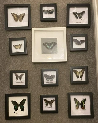 £14.99 • Buy Taxidermy Butterfly Collection In Framed Display Cases