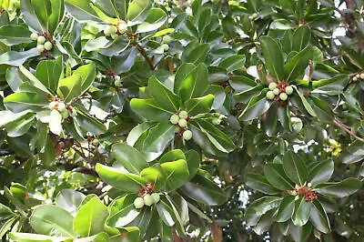 Macadamia Nut Tree SEEDS- 5 Seeds -Macadamia Integrifolia -Container Or Standard • $10.99