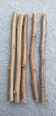 $13.95 • Buy 5x Fresh Moringa Oleifera Tree Cutting, Drum Stick, Chùm Ngây, 8-10  Long