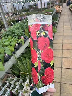 1 X Camellia Japonica Red Bushy Evergreen Shrub Hardy Plant In Pot Showbox • £13.99