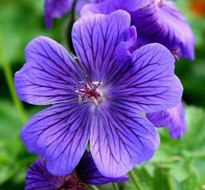 £9.99 • Buy 3 X Geranium Plug Plants Cranesbill Magnificum Hardy Perennial Blue Purple