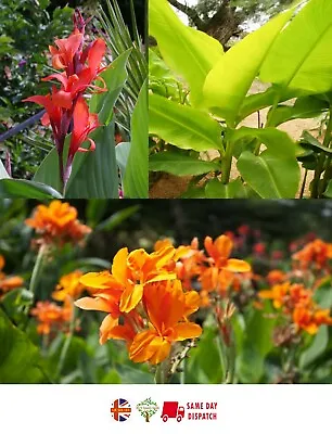 Canna Lily Mix | 9 Fresh Seeds  - Red Orange & Giant | Same Day Dispatch • £4.99