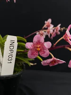 $55 • Buy Select Barrita Orchids Sarcochilus INDP/031
