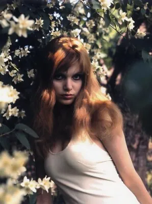 Madeline Smith 8 X10  10 X8  Photo 67132 • £1.25