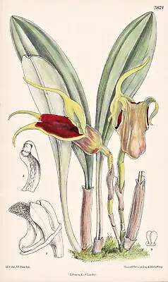 Masdevallia Elephanticeps New Granada Orchid Orchid Botany Litho Curtis 7824 • $14.87