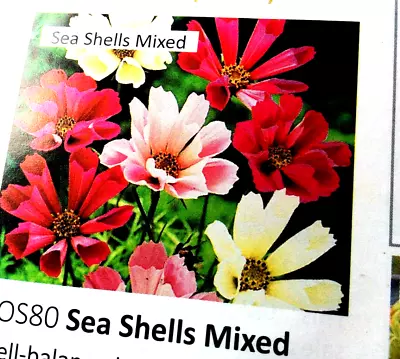 8x Cosmos Sea Shells Mixed Plug Plants Ready To Go Free 1st Class Post • £10