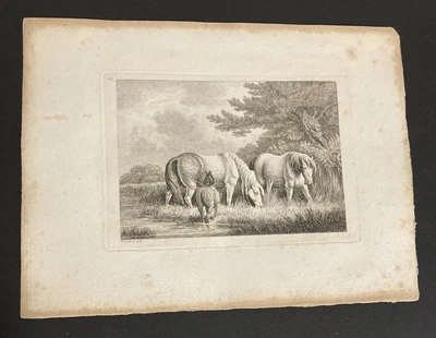 £9.99 • Buy Etching By Samuel Howitt  HORSE