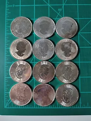 Lot Of 12 Canadian Silver Maples • $5.50