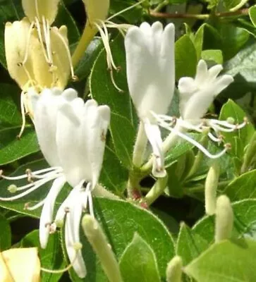 £7.99 • Buy Lonicera Halliana   Semi-evergreen Honeysuckle  Bareroot Ex 2 Litre Pot