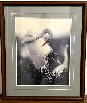 Thomas Mangelsen White Lace - Egret Rabbit Island LA Ltd. Ed. Out Of Print • $495