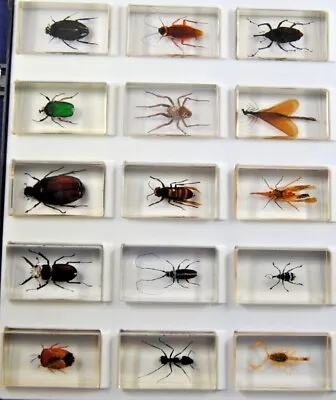 Various 3D TAXIDERMY INSECT BEETLE SPIDER BUGS ACRYLIC RESIN PAPERWEIGHT Mix Lot • $14.19