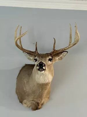 Deer Mount • $250