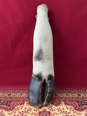 Vintage Taxidermy Bull Hoof Wine Bottle Canteen Americana Oddities • $50