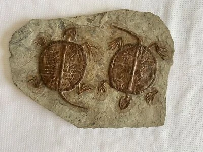 $429 • Buy Manchurochelys Liaoxiensis Turtle Fossil Skeleton With Skull Claws Cretaceous