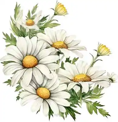 Daisies Flower Colourful Bedroom Wall Vinyl Sticker Decals J976 • £3.99