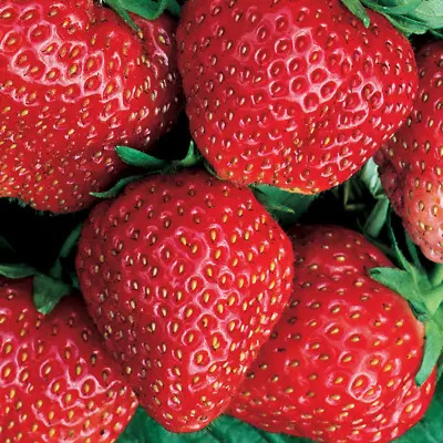 Strawberry 'Red Gauntlet' Hardy Mid Season Bare Root Garden Fruit Plants • £7.99