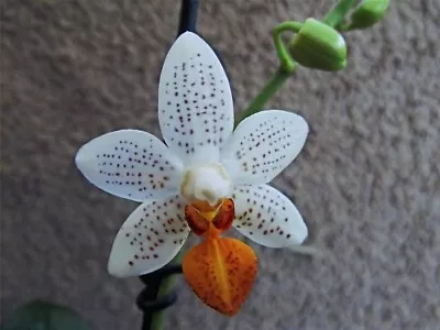 Rare Phalaenopsis Mini Mark Orchid Plant  FS With 1-2 Spike • £28