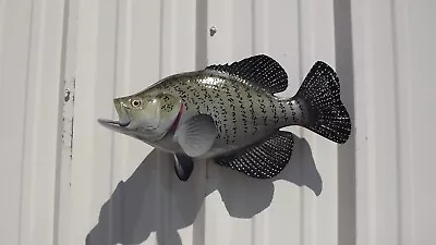 17  Crappie Two Sided Fish Mount Replica - Quick Production • $199