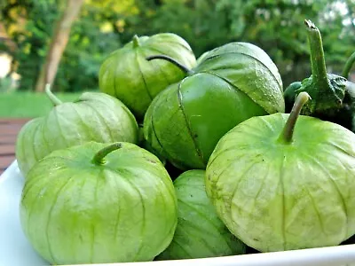 101+TOMATILLO GIGANTE Seeds Organic Summer Vegetable Garden Container Easy Grow • $3.25