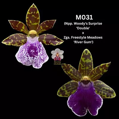 Zygopetalum Flask M031 (Npp. Woody's Surprise 'Double' X Zga. Freestyle Meadows • $120