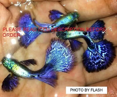 $30 • Buy GUPPY FISH BLUE PURPLE MOSAIC 1 Trio( 1 MALE+ 2 FEMALE)