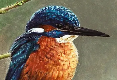 Wildlife Art -  Oil Painting - Kingfisher -  S.johson (print On Canvas Pad) • £17.50