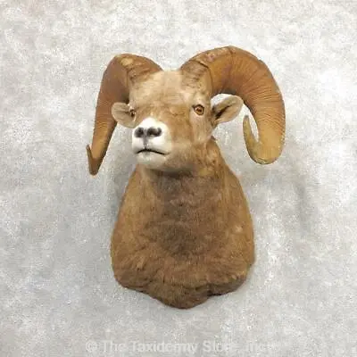 $4604 • Buy #21315 P | Bighorn Sheep Taxidermy Shoulder Mount For Sale
