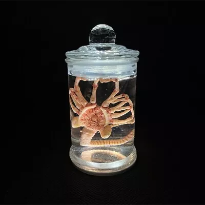 Alien Glass Jar With White LED Xenomorph Specimen Facehugger Movie Prop Replica • $55