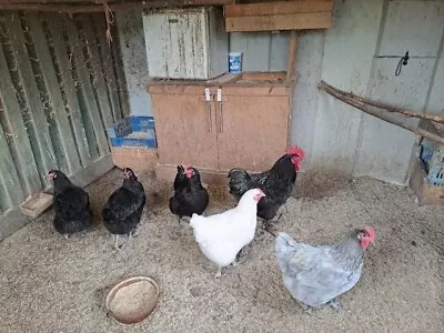 Jersey Giant Hens..hatching Eggs..mixed Group..very Large Birds..very Docile..LF • £20