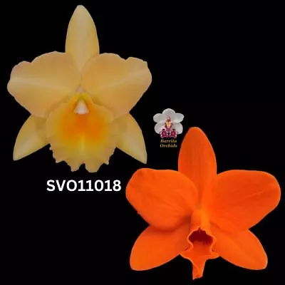 Cattleya Flask SVO11018 (Blc. Bouton D'or 'Halcyon' AM/AOS X Slc. Shinfong Littl • $145