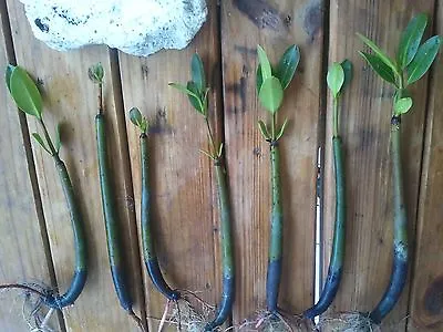 5 Mangroves Live Plants Aquarium Red Mangrove Saltwater Freshwater Seeds Tank • $28.99