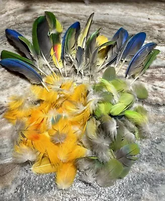 Amazon  Macaw And Cherry Head Parrot Feathers Mixed Bag • $35