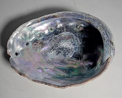 Red Abalone Sea Shell Large 7.5 X6  Iridescent  • $18
