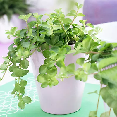 £10.99 • Buy Peperomia Rotundifolia | Trailing Jade Plant | Compact 10-15cm Potted Houseplant