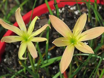  Rain Lily Zephyranthes San Antonio / Bangkok Peach 1 Bulb NEW Habranthus • $18