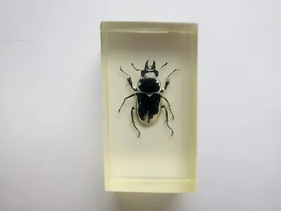 Vintage Stag Beetle In Epoxy Resin Taxidermy Black Beetle Insect Taxidermy • $7.99