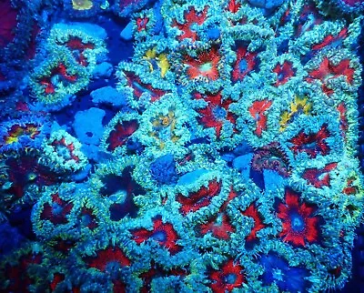 5 X Rock Flower Anemones Marine Invertebrates (different Colours) • £100
