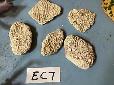 NATURAL Atlantic BRAIN Coral EC7 • $5.95