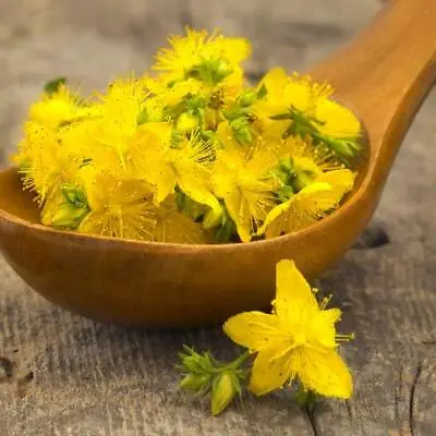 ST. JOHNS WORT Hypericum Yellow Medicinal Herb Perennial Non-GMO 200 SEEDS! • $3.98