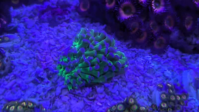 Live Coral Zoas Frags Starter Pack NOT SPS Chalice Favia • $139.98