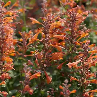 50+ Hummingbird Mint ‘Navajo Sunset’ Seeds - Agastache Aurantiaca Apricot Sprite • $6