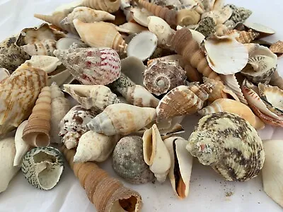 2 Lbs. Large Indo Seashells Sea Shells Best Price FREE Ship!  • $19.99