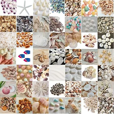 Natural Beach Shells Seashells Starfish Conch Cockle Art Craft Shell Stash Packs • £1.59